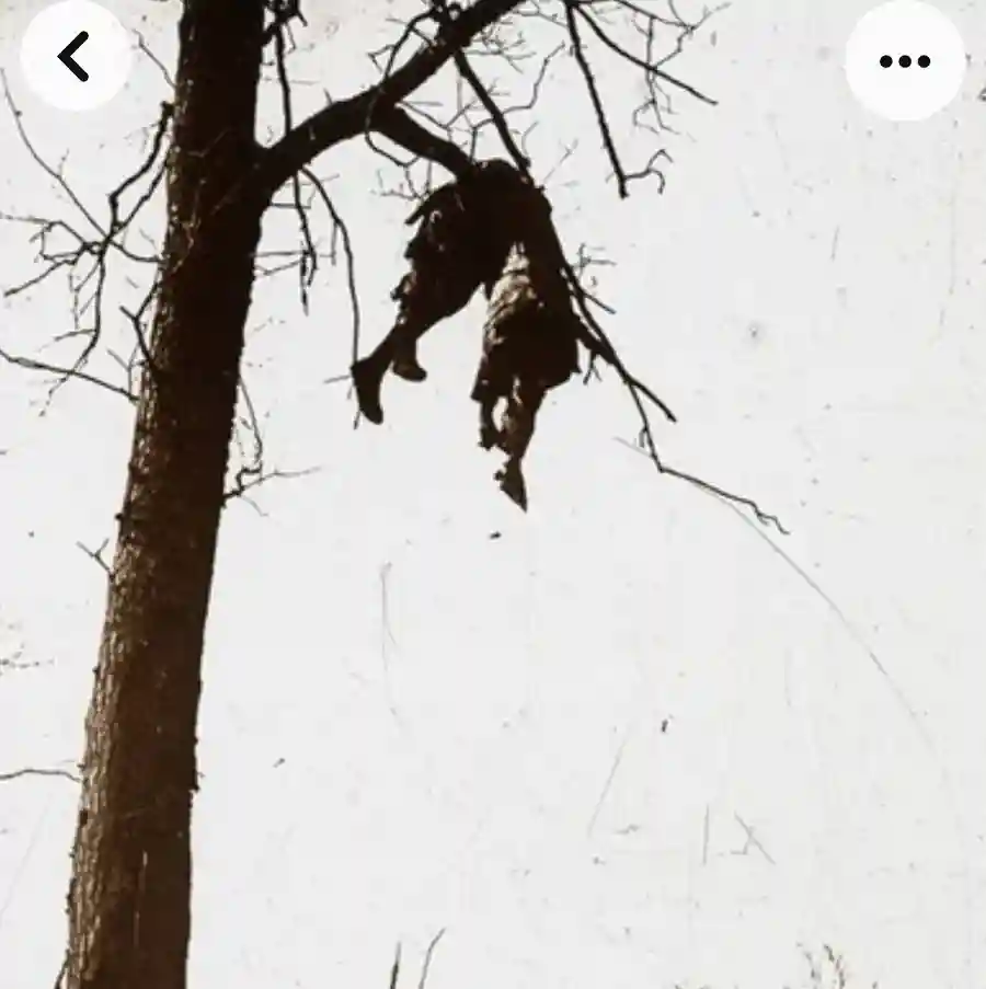 От Вердена до Серебрянского леса: Зловещие эхо войны