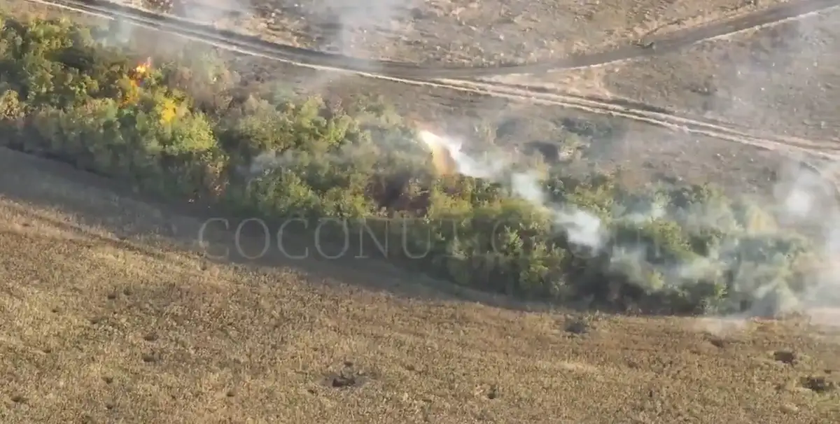 Термитные Дракарисы