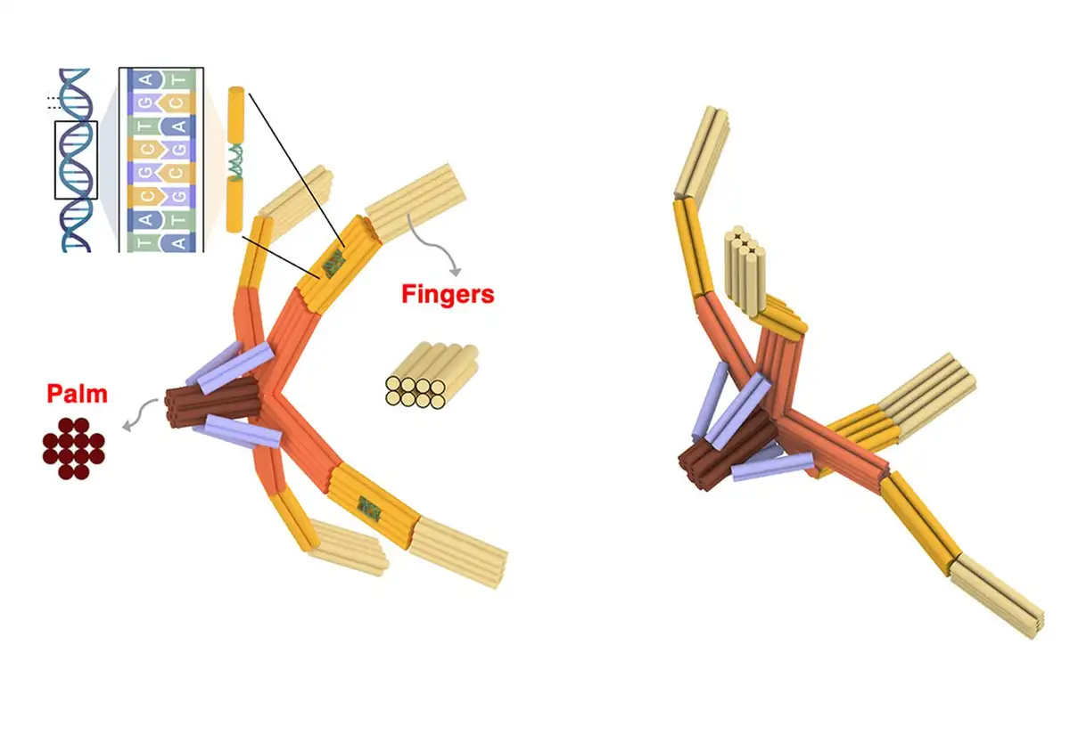 Нанороботы из ДНК: будущее медицины уже здесь