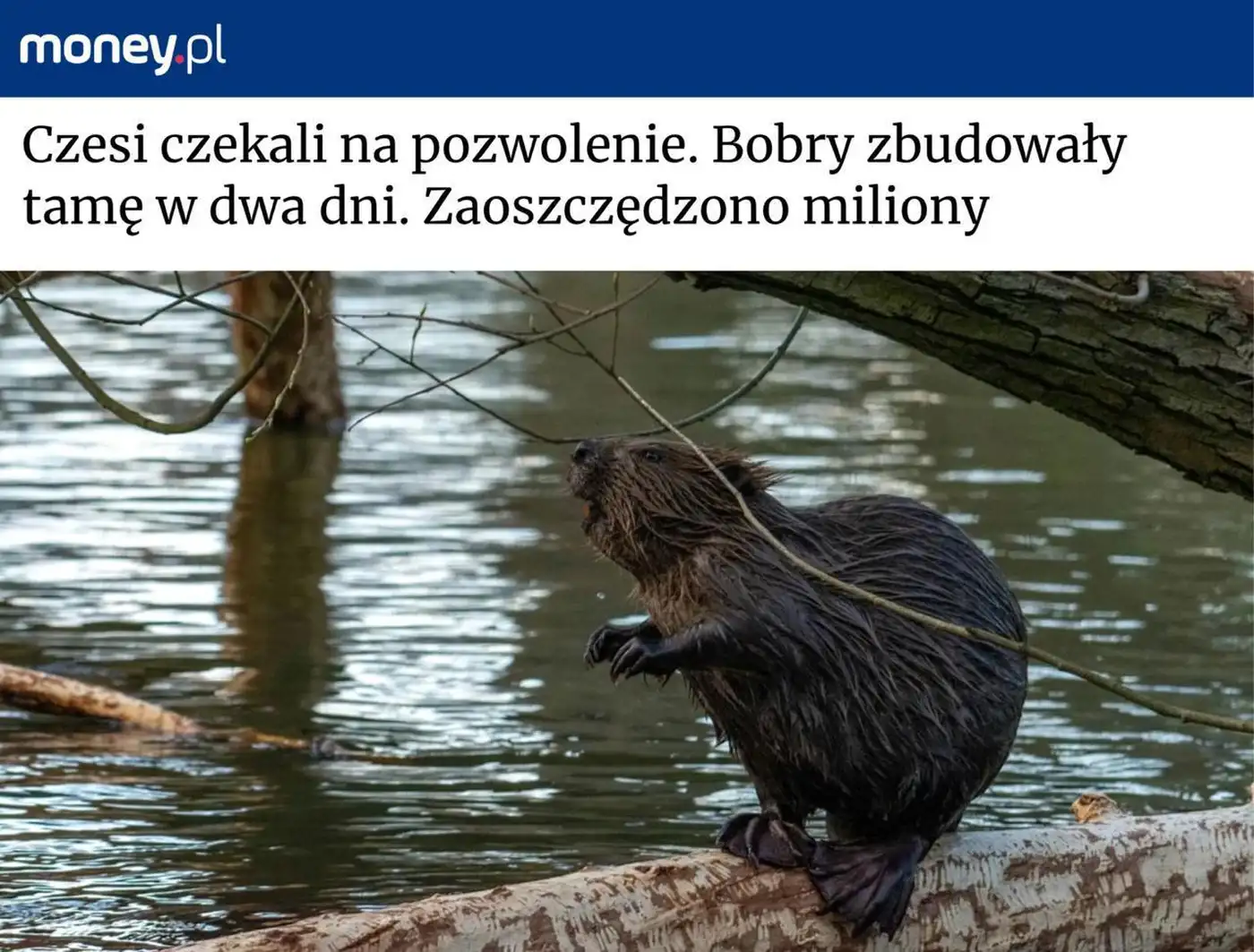 Бобры в Чехии построили плотину за два дня, сэкономив $1,2 млн