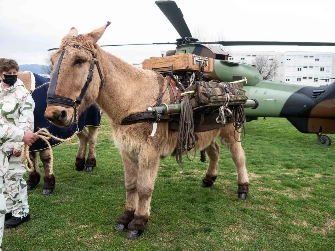 Ослиная логистика: приговор армии