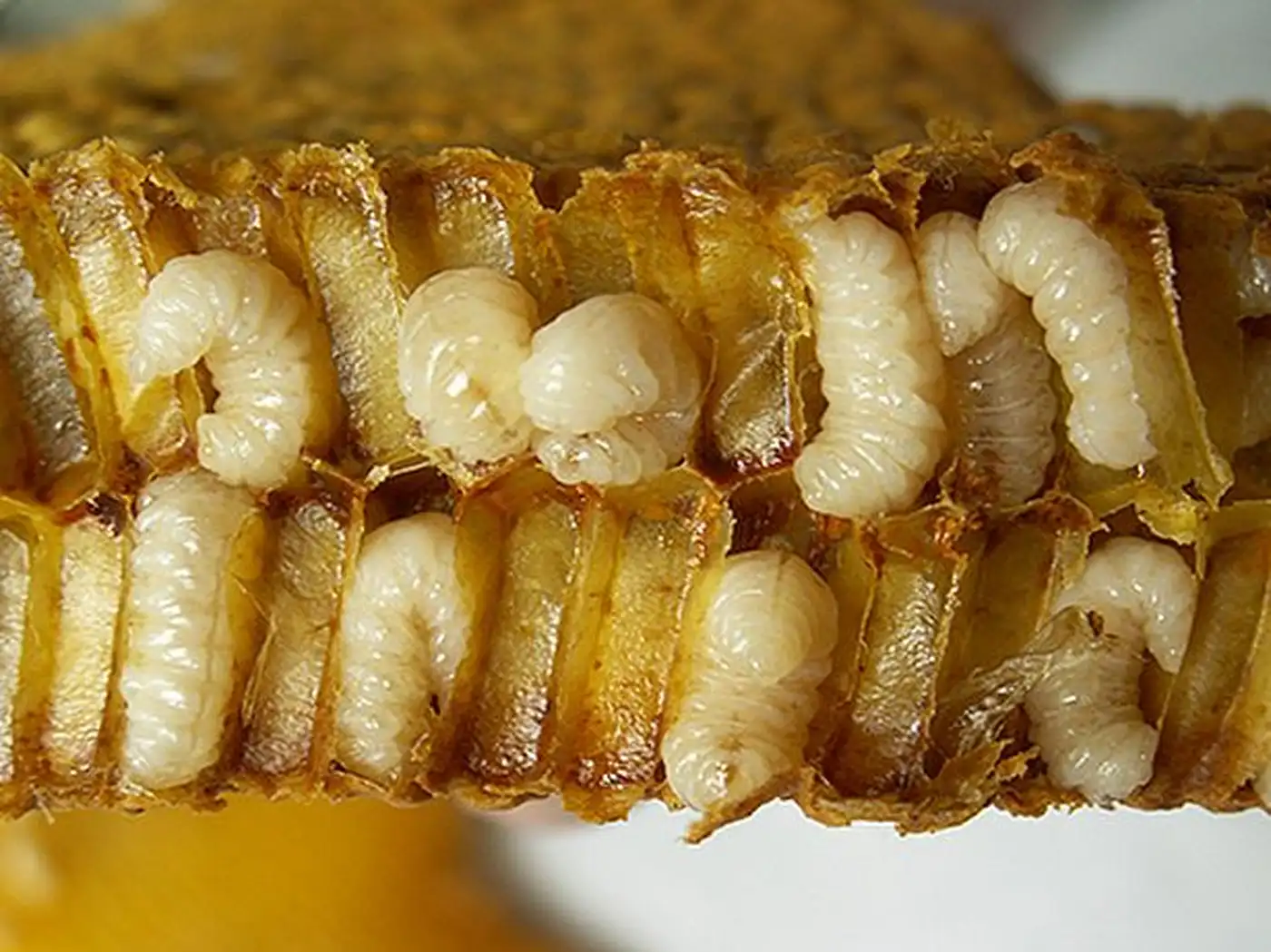 Трутневе молочко — природна енергія для тіла, розуму і сили