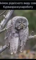31 6