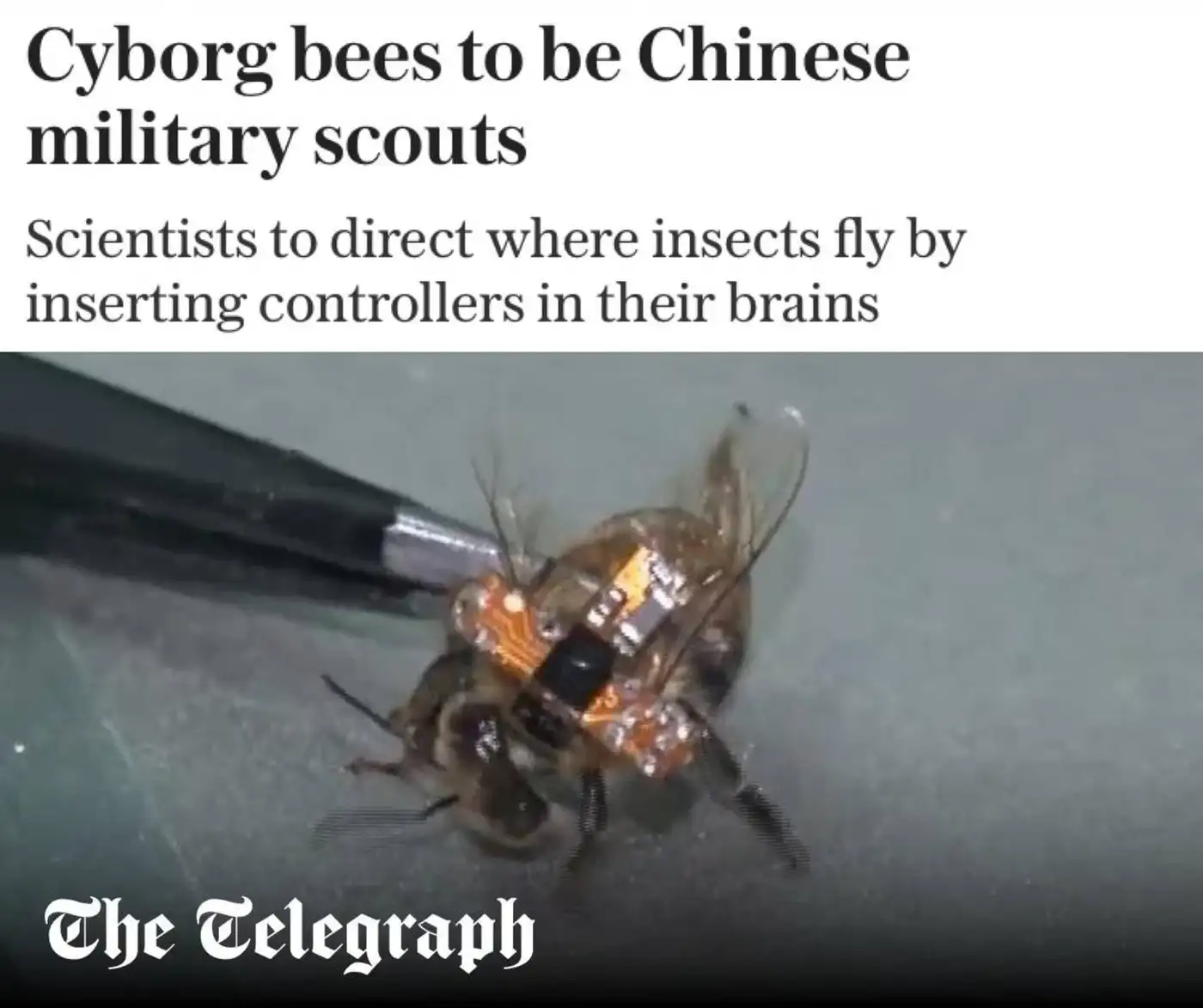 Пчёлы на службе армии: как в Китае создают кибернасекомых для разведки