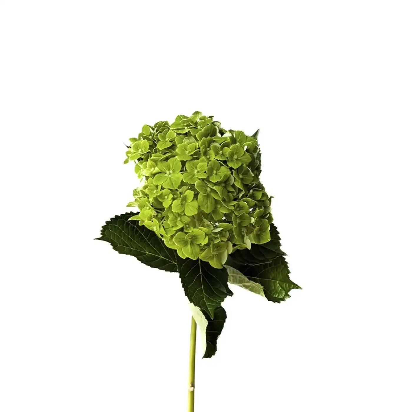 Гортензія – королева середини літа