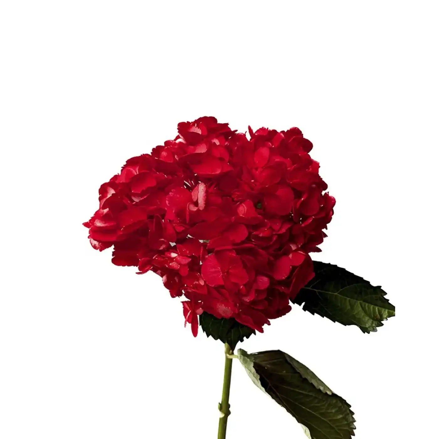 Гортензія – королева середини літа