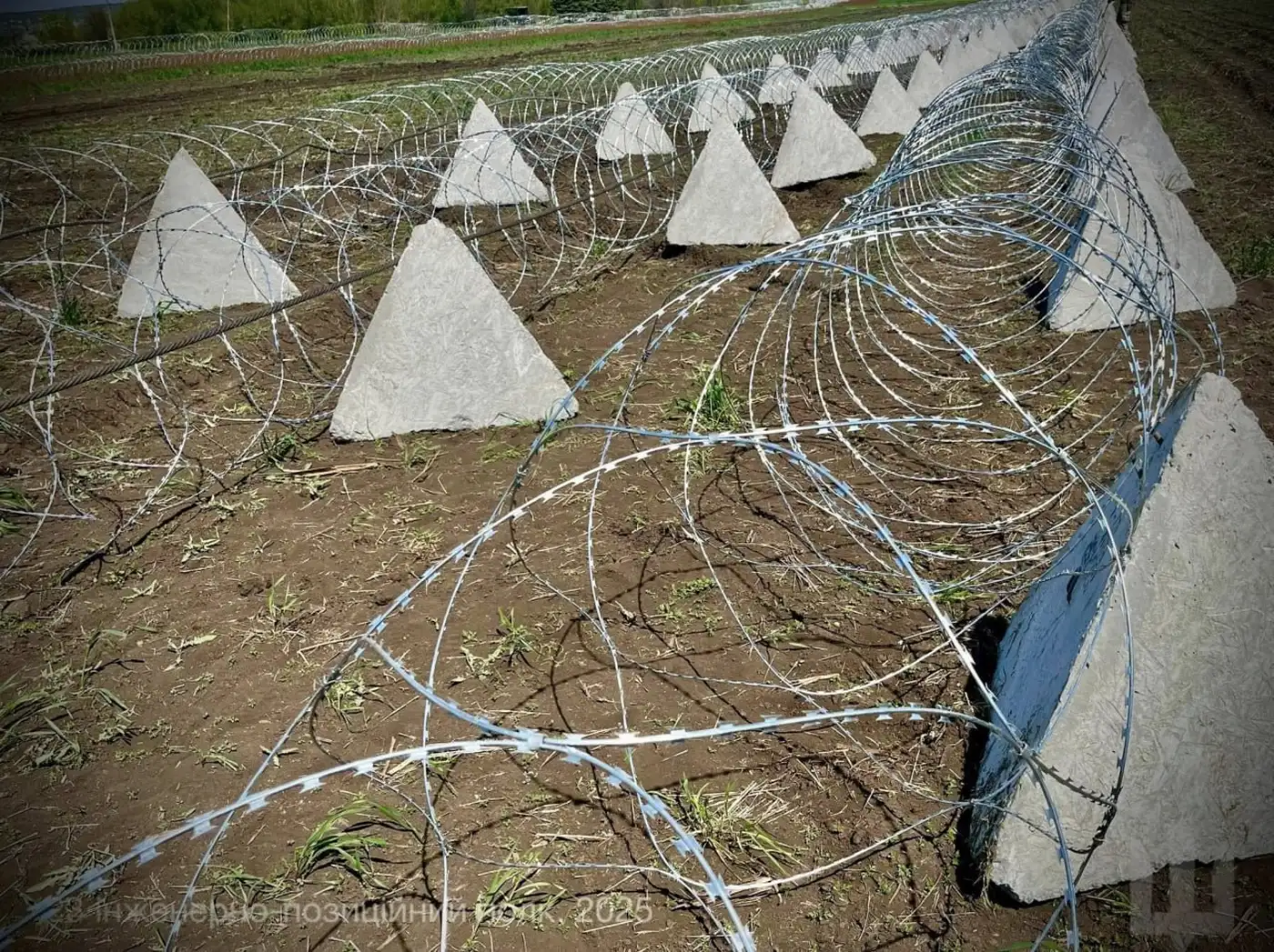 Колючая логика мяса