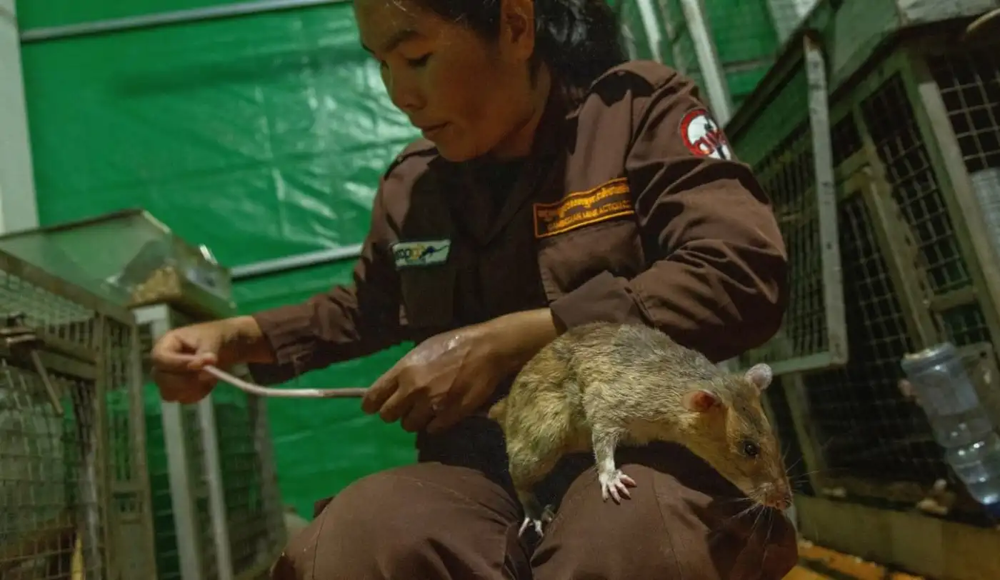 Гигантские крысы‑герои: как Камбоджа спасается от мин