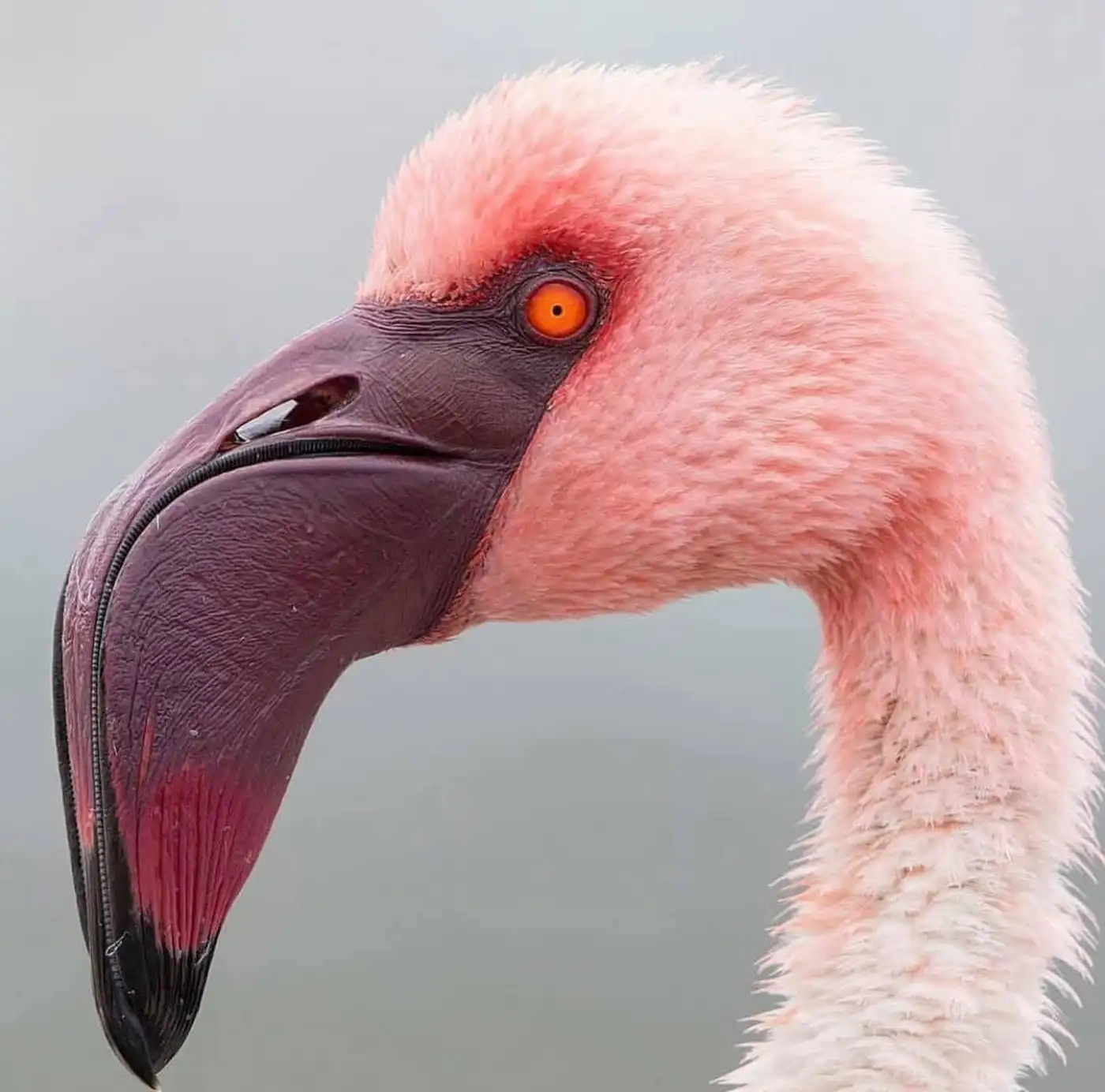 Розовый Фламинго: новые удары Украины