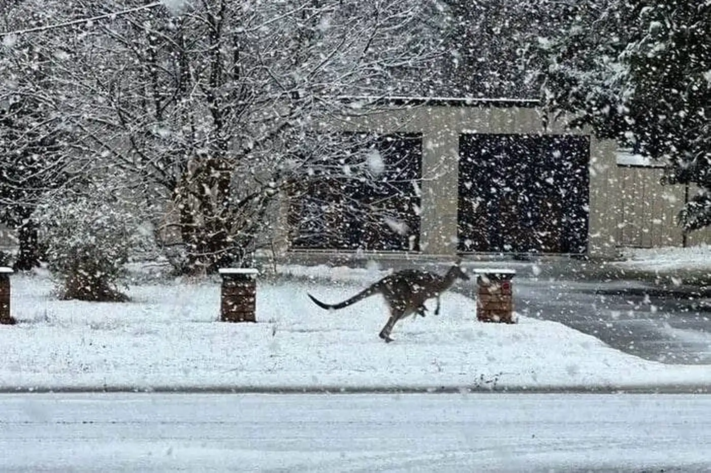 Кенгуру в сугробах: редкий снегопад парализовал Австралию