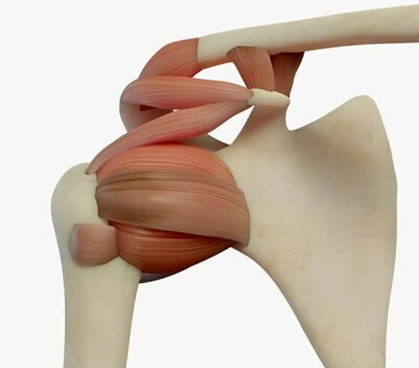 Важность поддержки суставов и связок