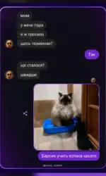 Мемасики Вторника 21.07.2026 5 barsik navchaє koshenya spravam vazhlivim msg 3139