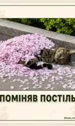 kit shho pominyav postil na kviti msg 2961