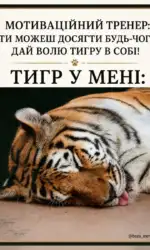 motivator i spravzhnij tigr v meni msg 3045