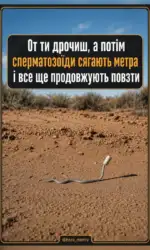 spermatozoїd shho ne zdaєtsya msg 2959