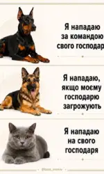 chotiri tipi zahistu za domashnimi tvarinami msg 5349