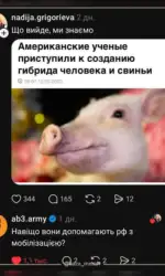 Мемасики Вторника 22.09.2026 1 amerikanski vcheni stvoryuyut gibrid lyudini i svini msg 6003