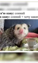 Мемасики Вторника 22.09.2026 26 rankove probudzhennya z kavoyu msg 6009