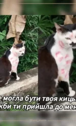 kishka z poczilunkami zamist shersti msg 6936