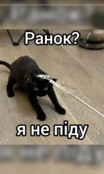 kit ne hoche pidnimatisya vranczi msg 7066