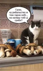 kit pitaє navishho gribnij ulov msg 6984