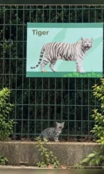 koli ti tigr lishe na plakati msg 7084