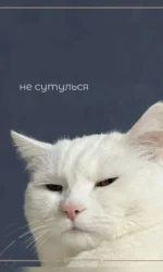 kot nagaduє trimati postavu msg 7075