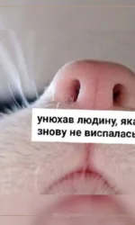 kotyachij nis vidchuv vtomu gospodarya msg 6876