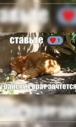 lajk dlya splyachogo kota — rajska nagoroda msg 6940