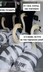 lebedi yaki potrapili v policziyu cherez їzhu msg 6875