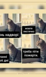 osinni dumki kota pro їzhu msg 6858