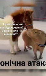 poni ne boїtsya vidklyuchen svitla msg 7031