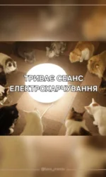 seans elektroharchuvannya kotiv msg 7055