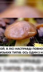 slizki tipi v lisi — maslyuk msg 7053