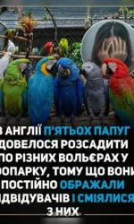 yak pyat papug u zooparku obrazili lyudej msg 7050